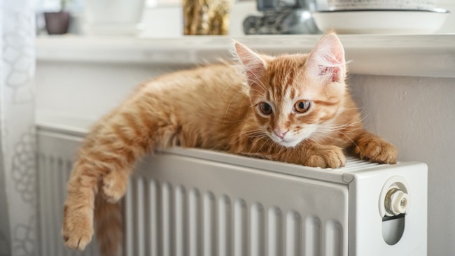 kat ligt op warme radiator
